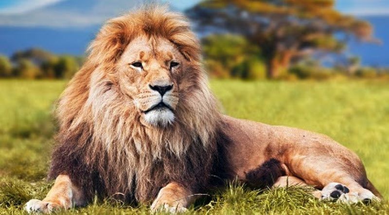 Un leu umblă liber pe străzile din Târgovişte! Autoritățile au emis un mesaj RO-Alert