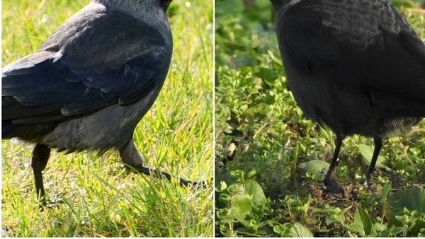 Dimineața Nebună. O stăncuță a devenit virală &icirc;n B&acirc;rlad. A &icirc;nvățat să stea printre oameni și face orice pentru m&acirc;ncare. Audio