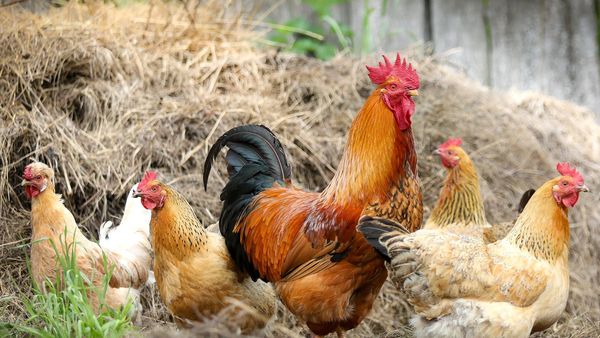 Bancul zilei de joi, 19 mai 2022: Bulă, neav&acirc;nd studii, se hotărăște să-și facă o fermă