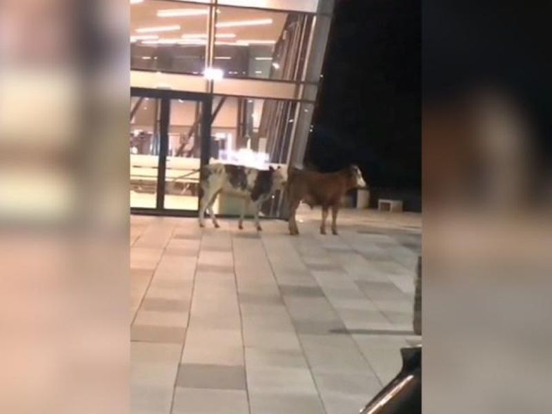 Două vaci, vedete pe rețelele sociale după ce s-au plimbat nestingherite pe Aeroportul din Timișoara