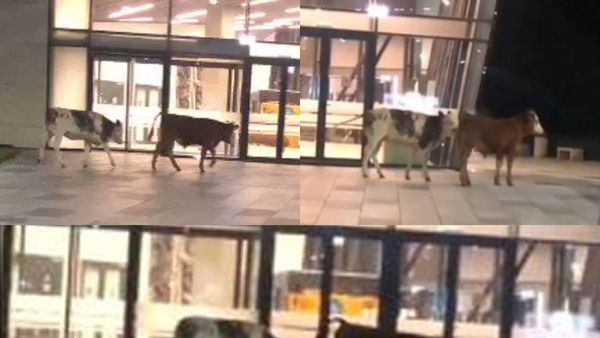 VIDEO: Două vaci, vedete pe rețelele sociale după ce s-au plimbat nestingherite pe Aeroportul din Timișoara