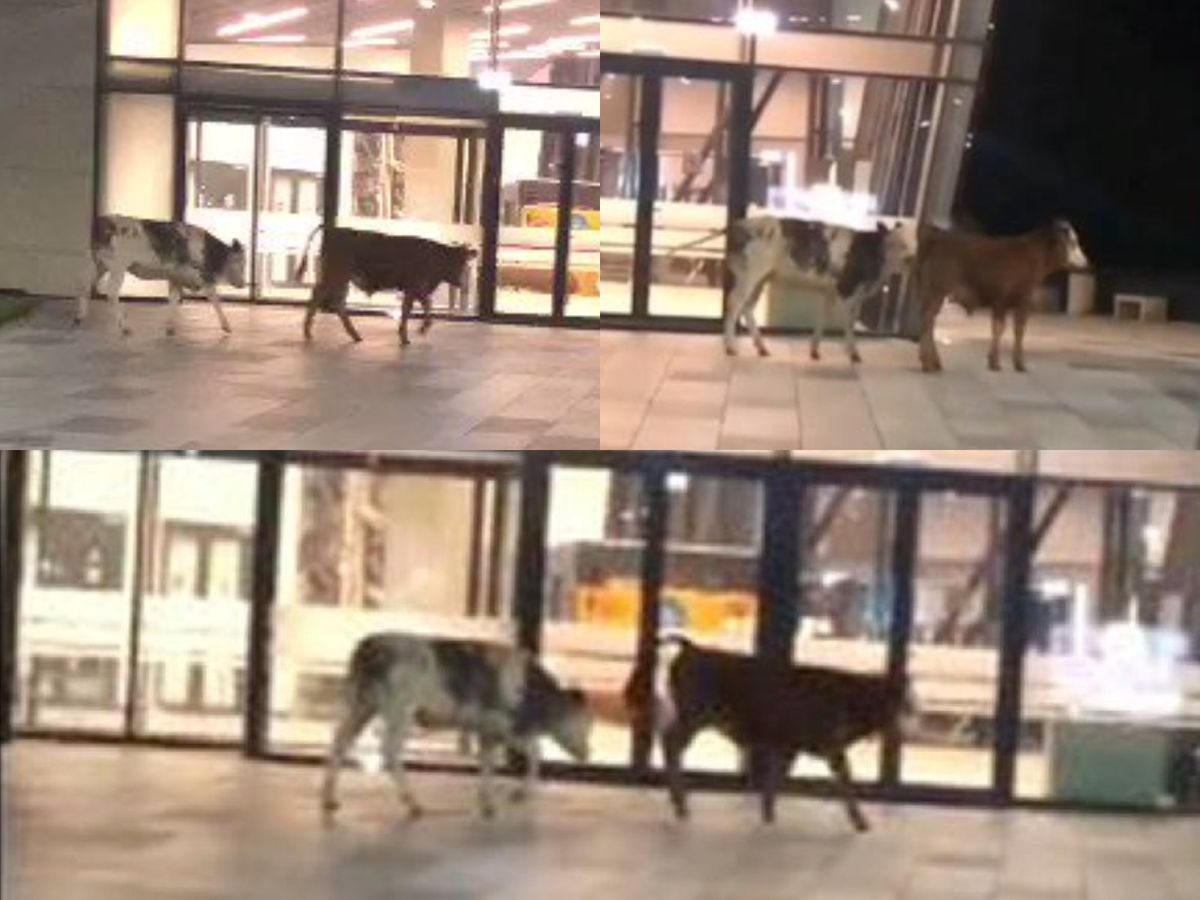 Două vaci, vedete pe rețelele sociale după ce s-au plimbat nestingherite pe Aeroportul din Timișoara