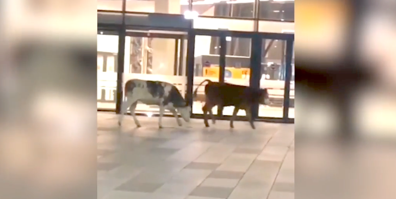 Două vaci, vedete pe rețelele sociale după ce s-au plimbat nestingherite pe Aeroportul din Timișoara
