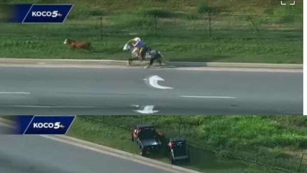 Dimineața Nebună. O vacă scăpată pe o autostradă aglomerată a fost prinsă cu un lasou. Audio