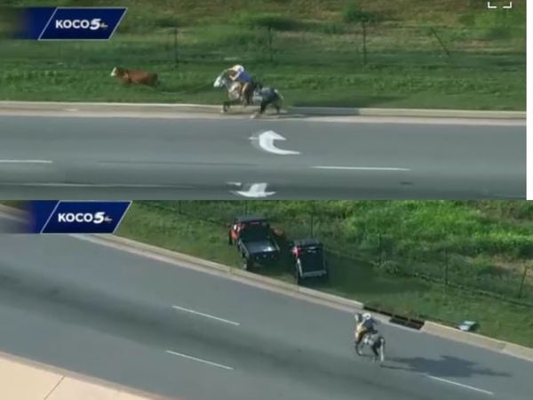Dimineața Nebună. O vacă scăpată pe o autostradă aglomerată a fost prinsă cu un lasou. Audio