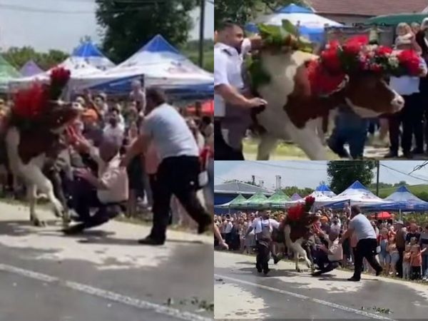 VIDEO: Panică la un festival de tradiție din Cluj! Un bărbat a fost atacat de un bou, &icirc;n mijlocul reprezentațiilor de Rusalii