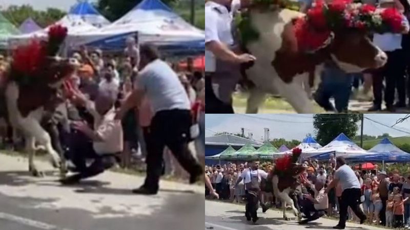 VIDEO: Panică la un festival de tradiție din Cluj! Un bărbat a fost atacat de un bou, &icirc;n mijlocul reprezentațiilor de Rusalii