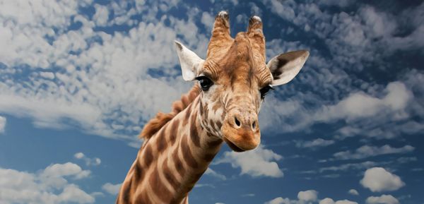 Bancul zilei de miercuri, 13 iunie 2022: Leul face o adunare a animalelor