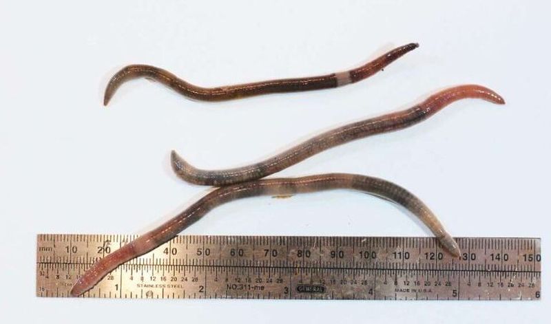 California, invadată de „Râmele nebune”