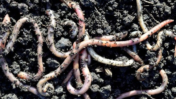 Dimineața Nebună: California, invadată de „Râmele nebune”, care sar până la 30 cm înălțime - AUDIO