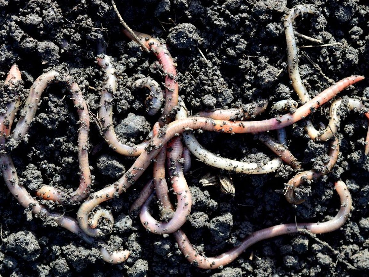 Dimineața Nebună: California, invadată de „Râmele nebune”, care sar până la 30 cm înălțime - AUDIO