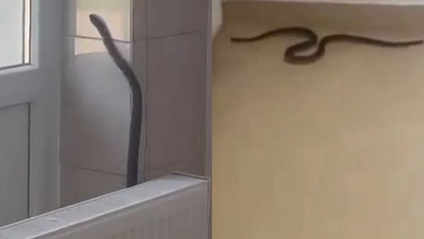 Momente de panică la Spitalul Orășenesc din Balș! Șarpe, filmat &icirc;n timp ce s-a plimbat prin salon și s-a urcat pe perete