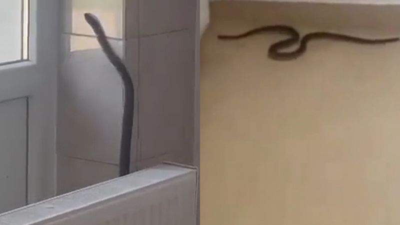 Momente de panică la Spitalul Orășenesc din Balș! Șarpe, filmat &icirc;n timp ce s-a plimbat prin salon și s-a urcat pe perete