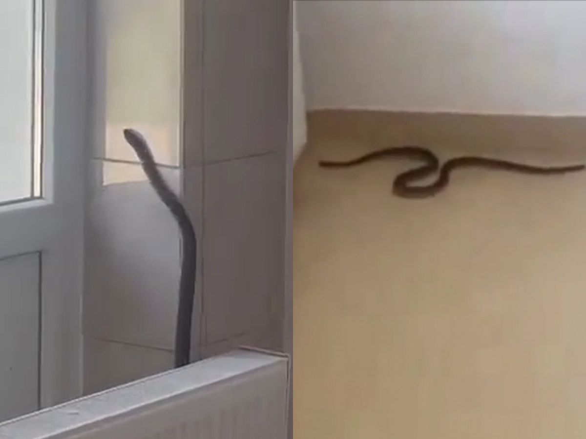 Momente de panică la Spitalul Orășenesc din Balș! Șarpe, filmat în timp ce s-a plimbat prin salon și s-a urcat pe perete