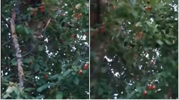 Urs la furat de cireșe! Un pui de urs a fost filmat în timp ce mânca cireșe în Vrancea. Video