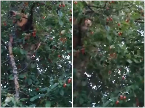 Urs la furat de cireșe! Un pui de urs a fost filmat &icirc;n timp ce m&acirc;nca cireșe &icirc;n Vrancea. Video