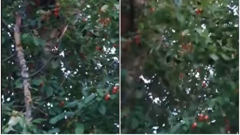 Urs la furat de cireșe! Un pui de urs a fost filmat &icirc;n timp ce m&acirc;nca cireșe &icirc;n Vrancea. Video