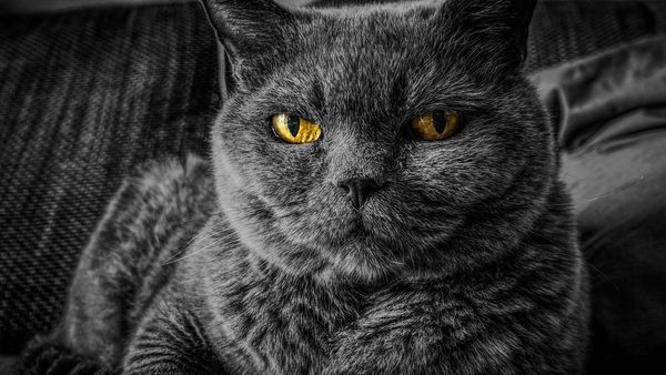 Dimineața Nebună. Motivul pentru care pisicilă zgârie mobila. Audio