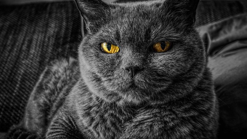 Dimineața Nebună. Motivul pentru care pisicilă zgârie mobila. Audio