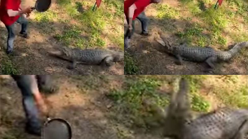 VIDEO: Un bătr&acirc;n &icirc;narmat cu o tigaie s-a luptat cu un crocodil de 2,5 metri: "A primit o lecție bună"! Imaginile au ajuns virale