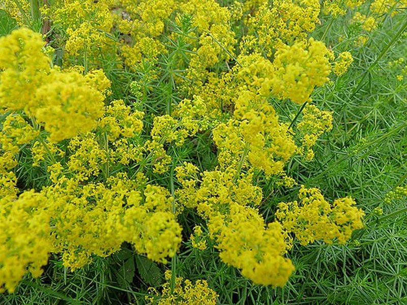 Mesaje de Sânziene 2022 pentru reţelele sociale