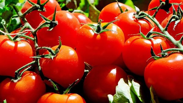 Dimineața Nebună. Un legumitor din Bihor a vrut să-i înșele pe inspectori cu roșii legate cu ața. Voia să beneficieze de subvențiile din programul Tomata. Audio