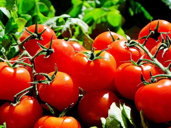 Dimineața Nebună. Un legumitor din Bihor a vrut să-i &icirc;nșele pe inspectori cu roșii legate cu ața. Voia să beneficieze de subvențiile din programul Tomata. Audio