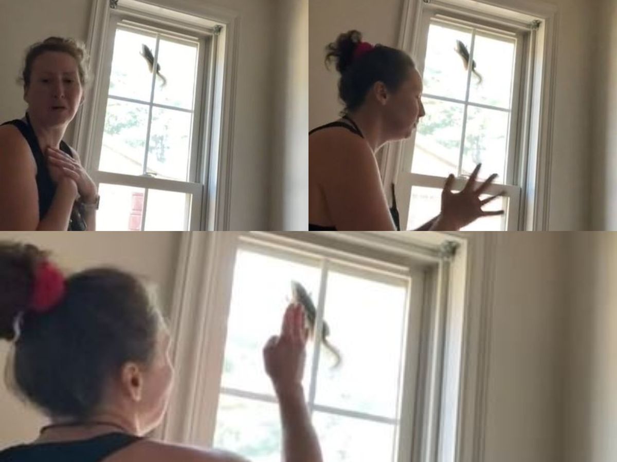 O femeie a devenit virală pe Tik Tok, după ce a încercat să scoată o veveriță blocată în fereastra casei sale