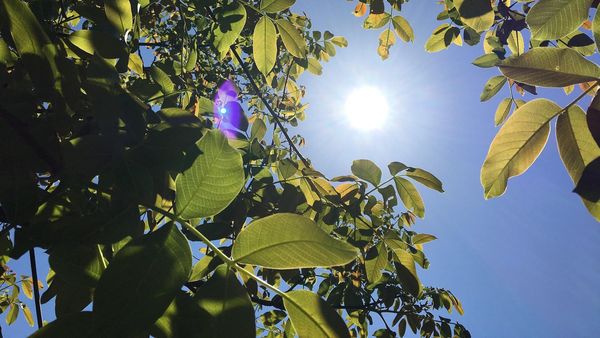 Meteo: Cod roșu de caniculă &icirc;n unele zone din Rom&acirc;nia! Care sunt orașele vizate