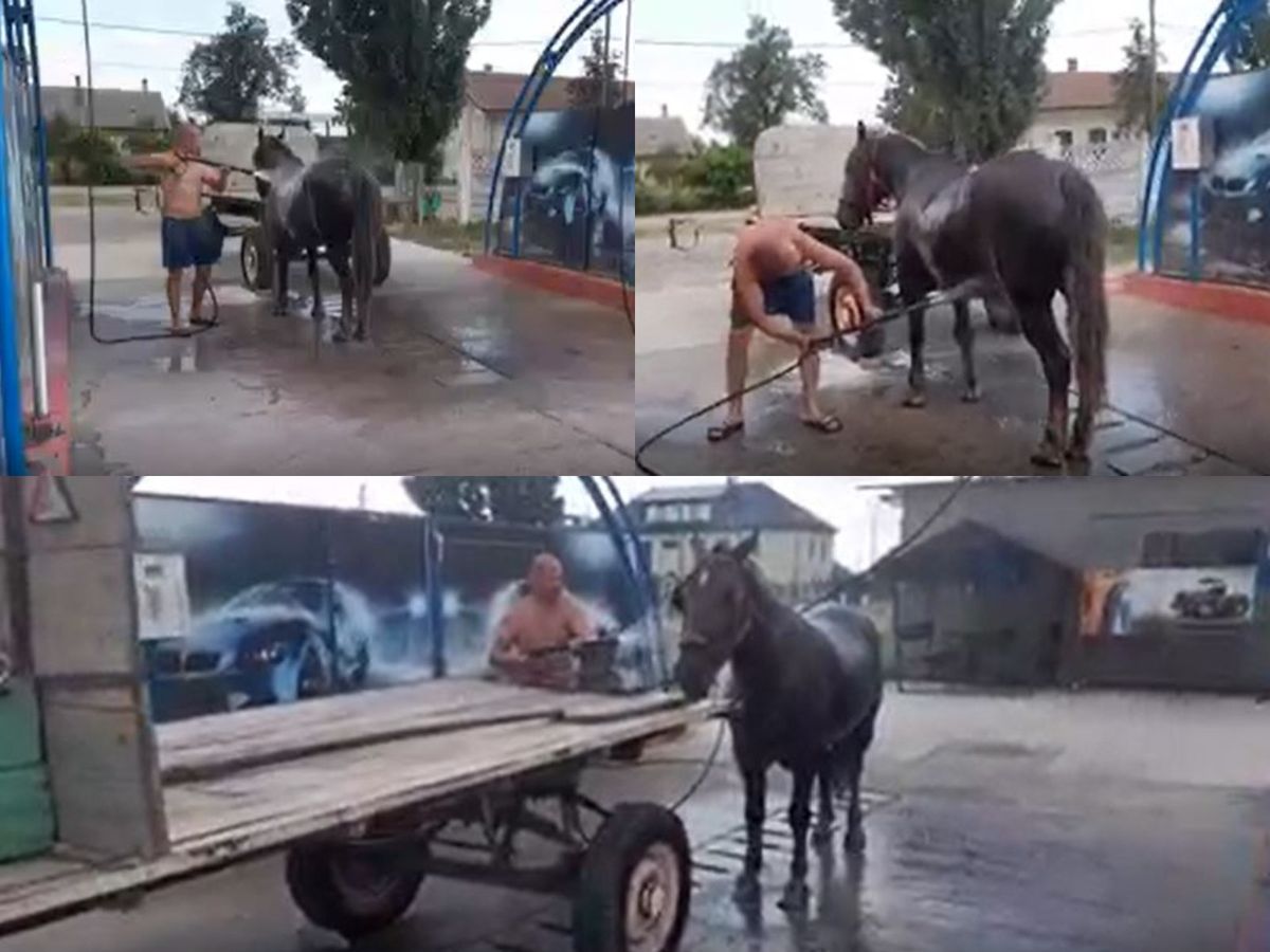 Un bărbat din Timiș și-a răcorit calul la o spălătorie auto
