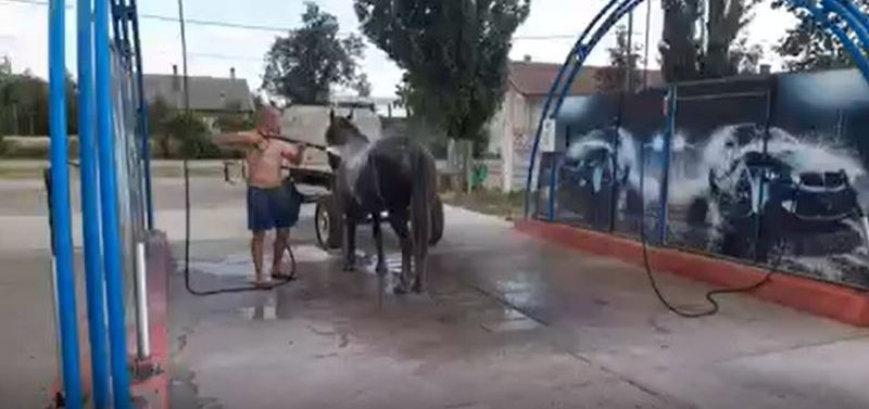 Un bărbat din Timiș și-a răcorit calul la o spălătorie auto