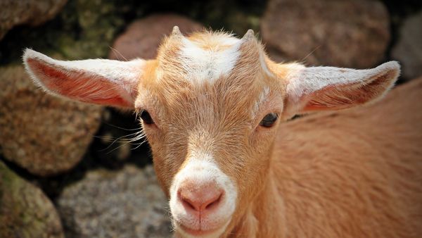 Dimineața Nebună. O capră a detonat o bombă în Ucraina! Cum a făcut asta 