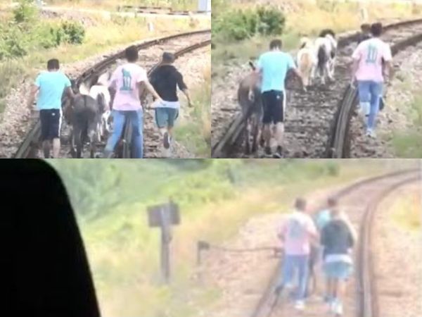 Dimineața Nebună: Un tren a fost oprit de doi ponei și un măgar pe calea ferată - AUDIO