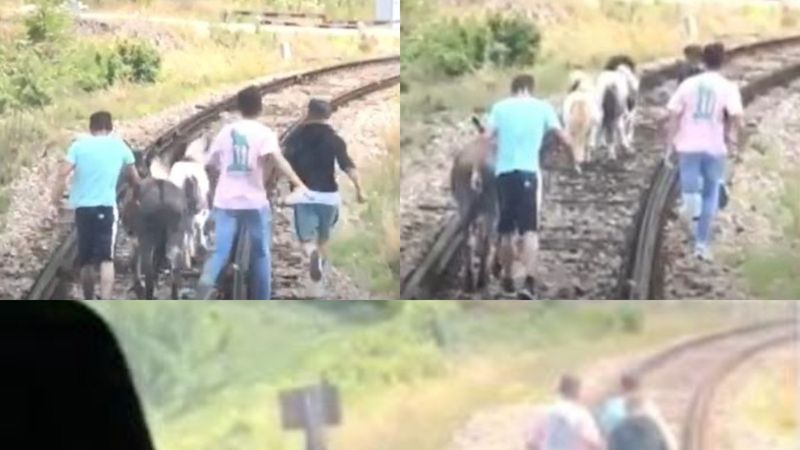 Dimineața Nebună: Un tren a fost oprit de doi ponei și un măgar pe calea ferată - AUDIO