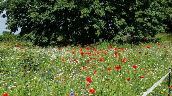 Dimineața Nebună: Un sat din Anglia folosește florile pentru a reduce excesul de viteză a șoferilor - AUDIO