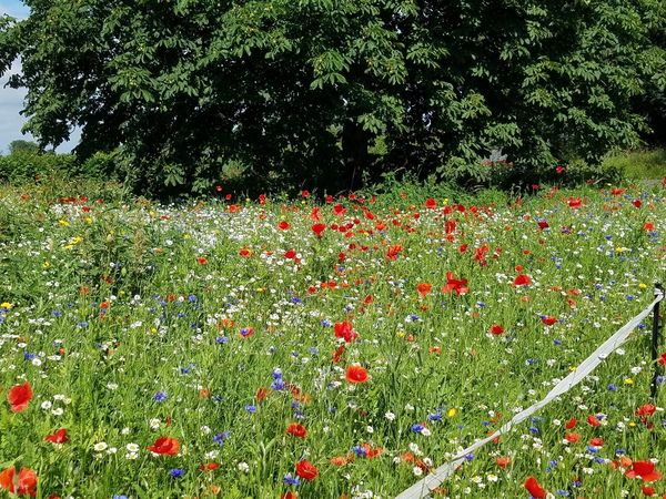 Dimineața Nebună: Un sat din Anglia folosește florile pentru a reduce excesul de viteză a șoferilor - AUDIO