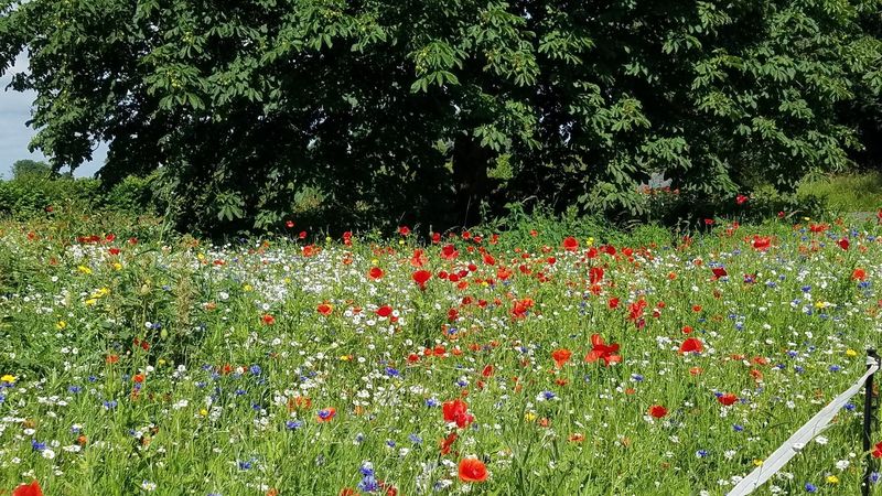 Dimineața Nebună: Un sat din Anglia folosește florile pentru a reduce excesul de viteză a șoferilor - AUDIO