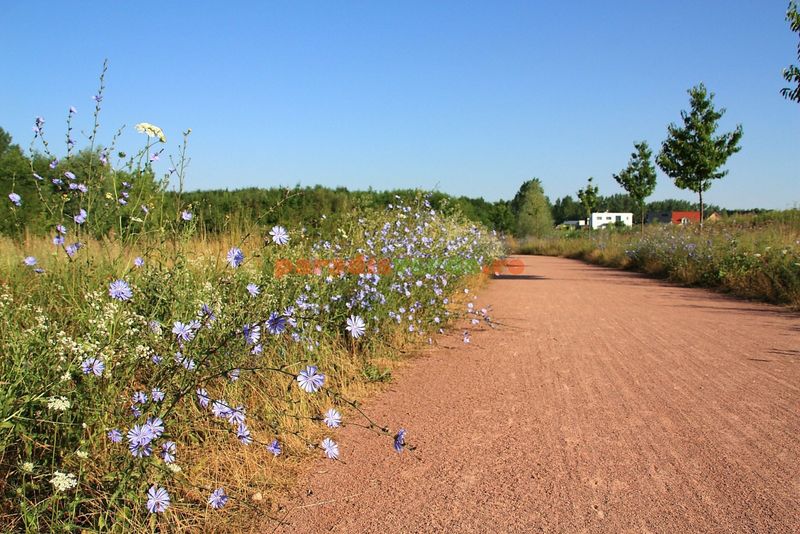 Un sat din Anglia folosește florile pentru a reduce excesul de viteză a șoferilor