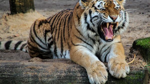 Ziua Internationala a Tigrului - 29 iulie 2022