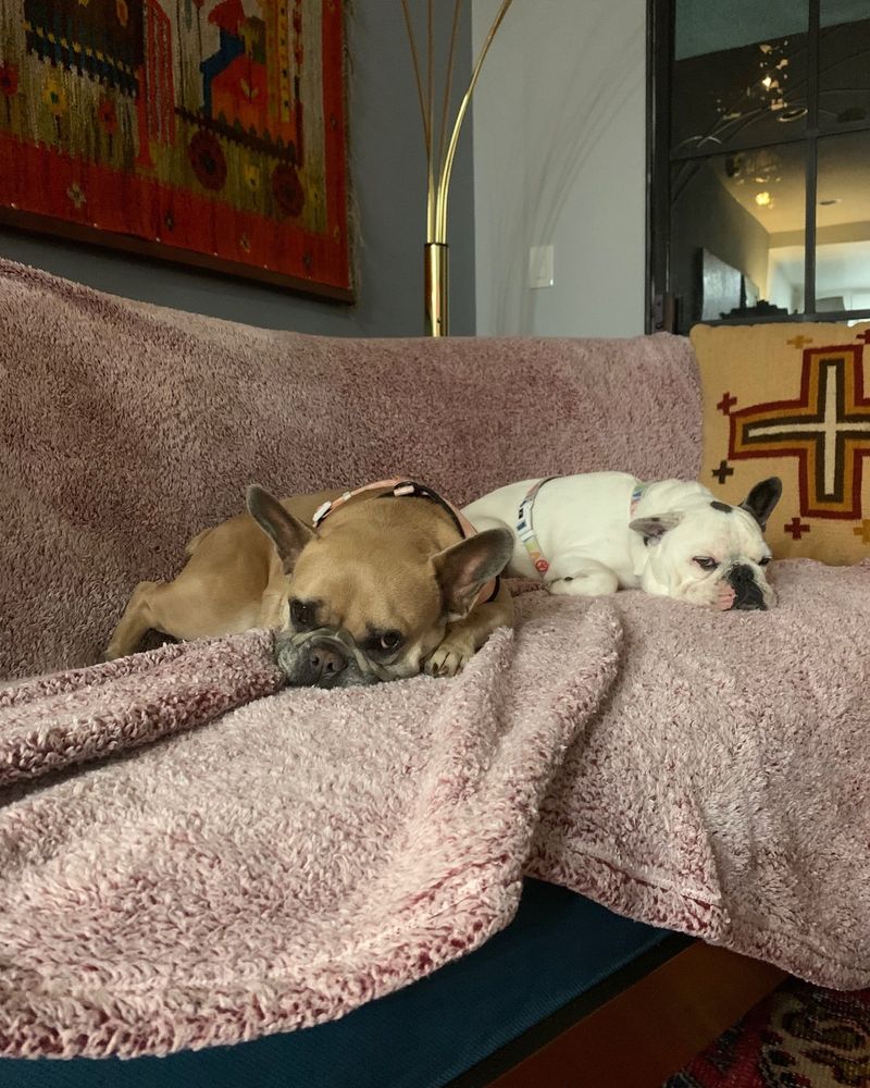 Unul dintre răpitorii câinilor lui Lady Gaga a fost pedepsit cu 4 ani de închisoare, iar celălalt este în continuare căutat de autorități 