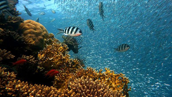 Pește cu metale grele pe rafturile magazinelor din România! Ce amenzi s-au aplicat: „Este păcat să găsim aceste mărfuri în depozitele marilor operatori”