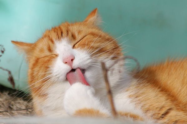Ziua Internaţională a Pisicii 2022: Mesaje şi felicitări de pus pe Facebook pentru micile feline