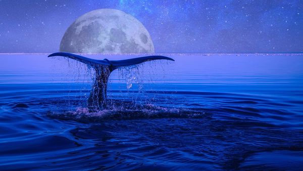 Jocul „balena albastră” a revenit după patru ani! Este viral pe Tik Tok