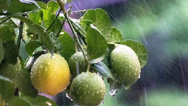 Atenționare meteo de vreme rea! Cod roşu, portocaliu şi galben de ploi şi furtuni în toată ţara