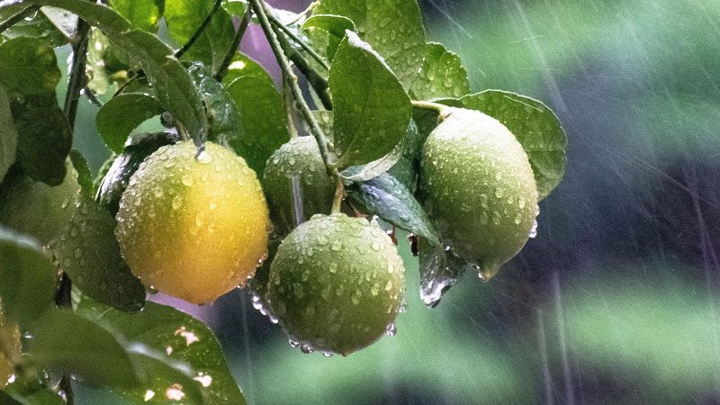 Atenționare meteo de vreme rea! Cod roşu, portocaliu şi galben de ploi şi furtuni &icirc;n toată ţara