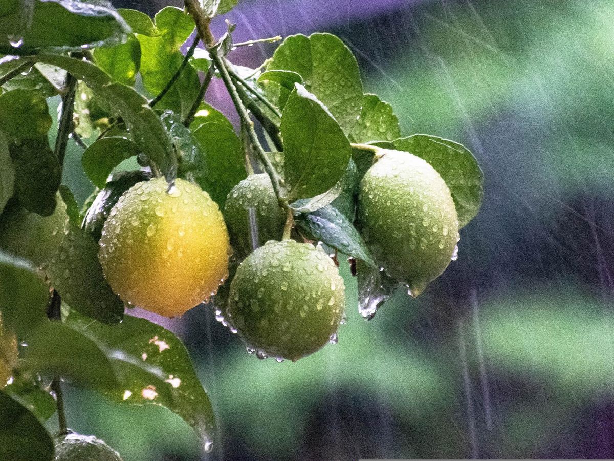 Atenționare meteo de vreme rea! Cod roşu, portocaliu şi galben de ploi şi furtuni &icirc;n toată ţara 