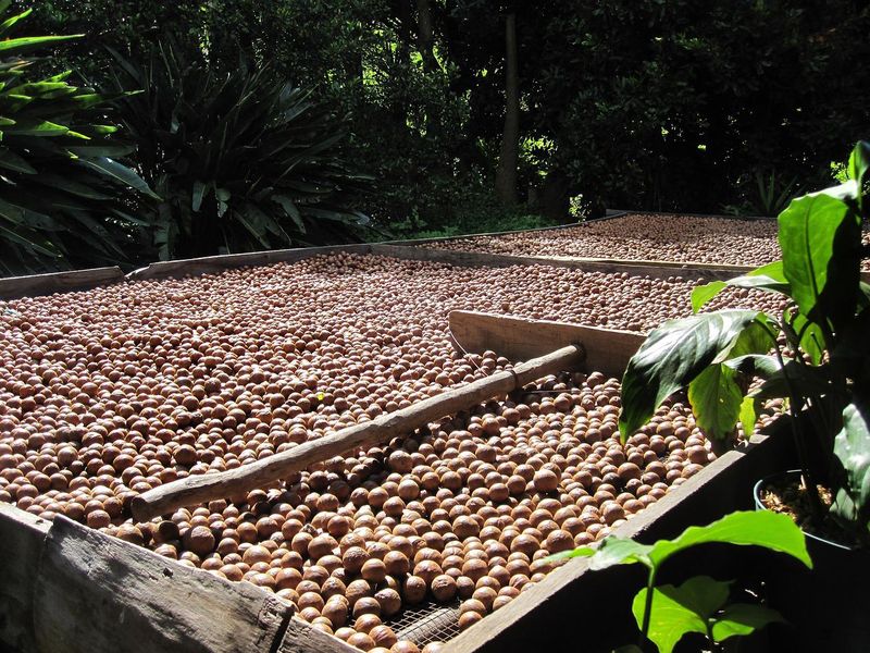 nuci macadamia 