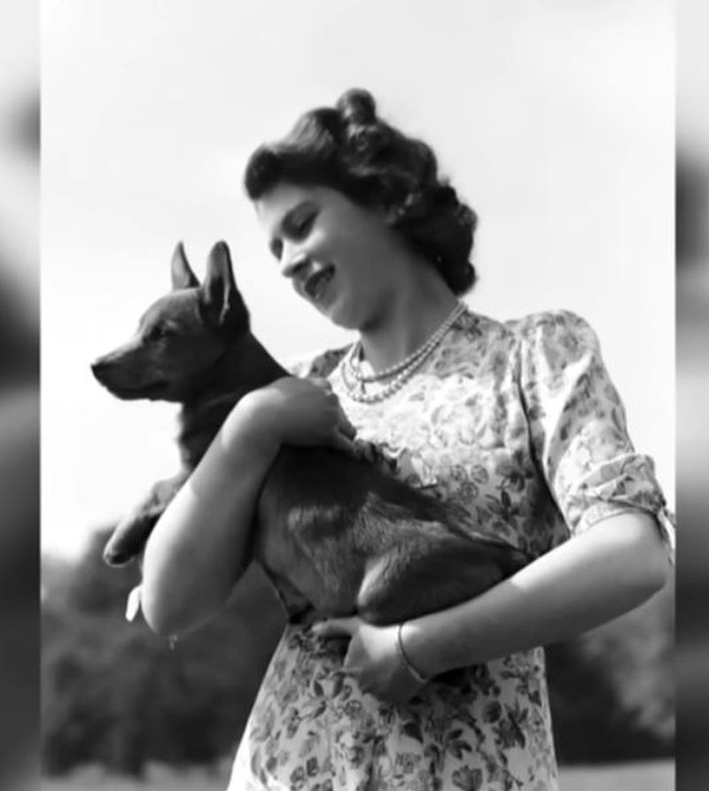 Ce se va întâmpla cu cei patru câini ai Reginei Elisabeta a II-a? Pentru Majestatea Sa, patrupezii erau „familie”