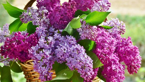 Un caz greu de crezut a avut loc în Austria! Un român a fost trimis direct în instanță după ce a fost prins furând liliac pentru soția lui