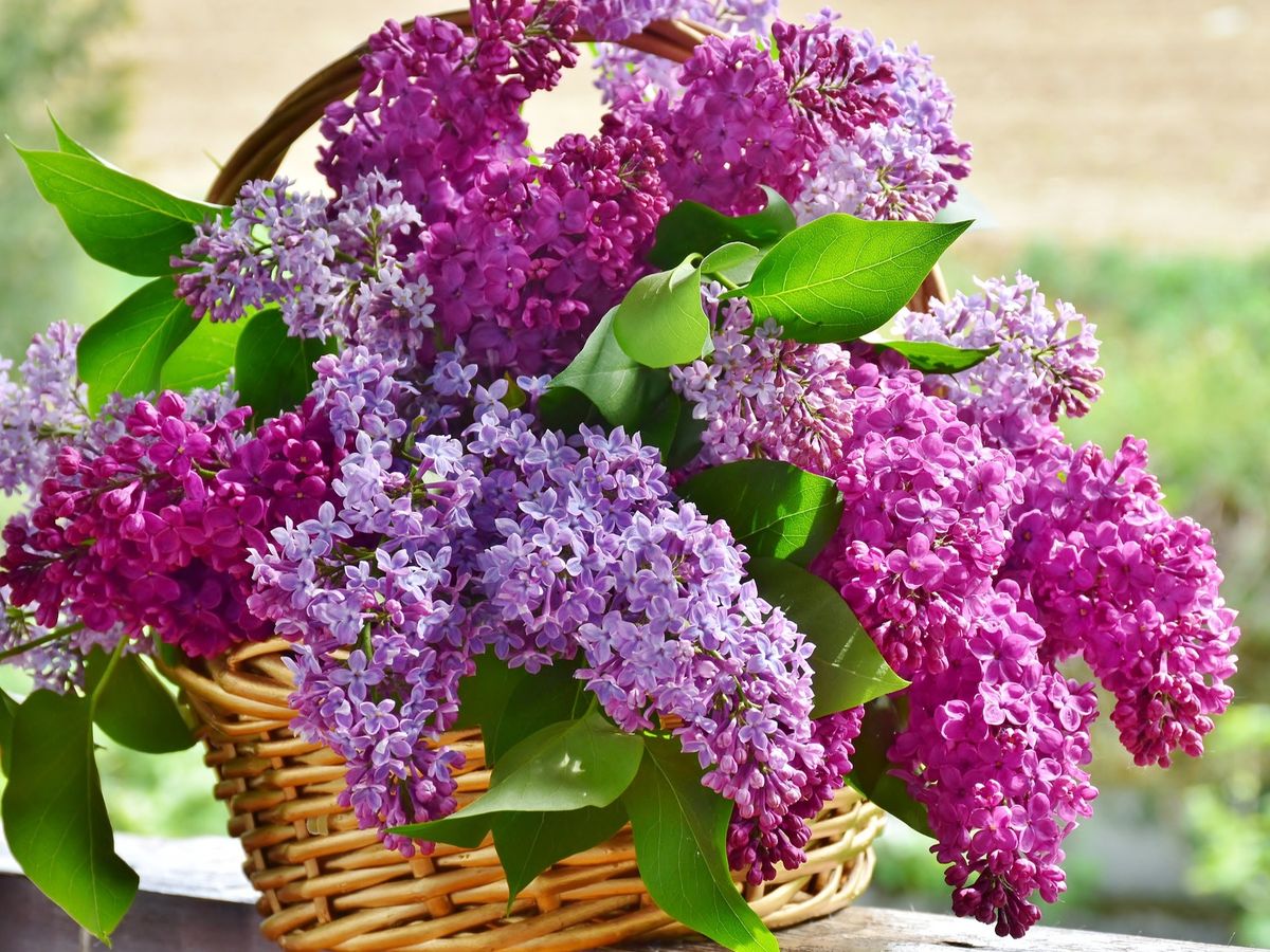 Un caz greu de crezut a avut loc în Austria! Un român a fost trimis direct în instanță după ce a fost prins furând liliac pentru soția lui